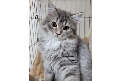 成約済の埼玉県のサイベリアン-19125